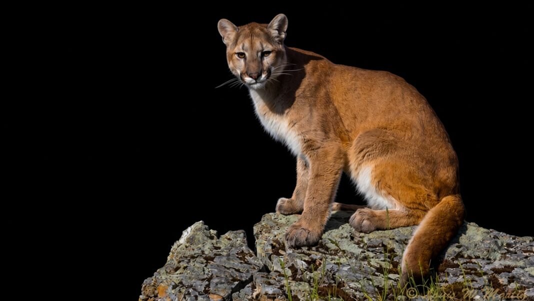 San Francisco Mountain Lion Spotted in Golden Gate Park Panhandle San Francisco mountain lion spotted in Golden Gate Park Panhandle